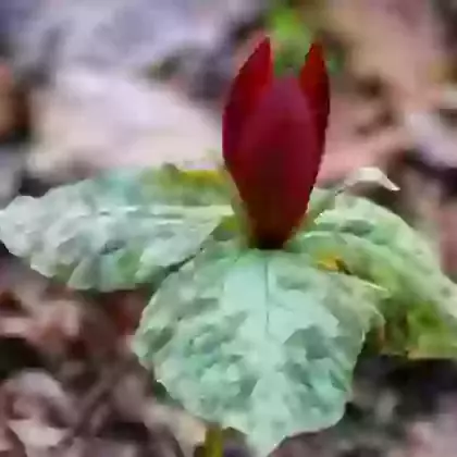 Cuneatum